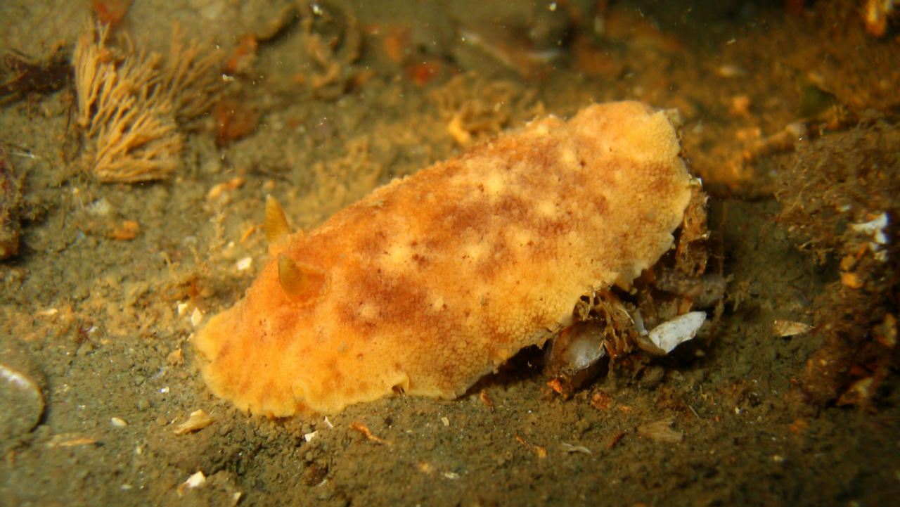 Geitodoris planata